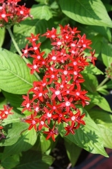 Butterfly™ Red Pentas, Egyptian Star Cluster, Pentas lanceolata 'Butterfly Red'